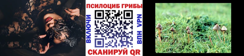 купить   Псков  Галлюциногенные грибы Psilocybine cubensis 